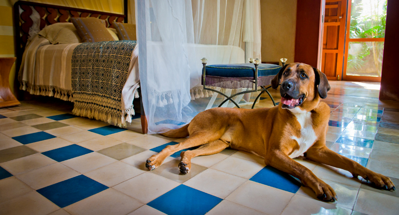 hoteles pet friendly en yucatan