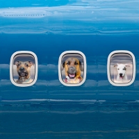 Bringing Dogs to the US from Mexico - CDC announces new rules