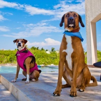 How to Have the Coolest Dog in Yucatan-PREVENTING HEAT STROKE IN DOGS