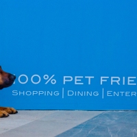 What Does Pet Friendly Mean? A Dog’s Point of View