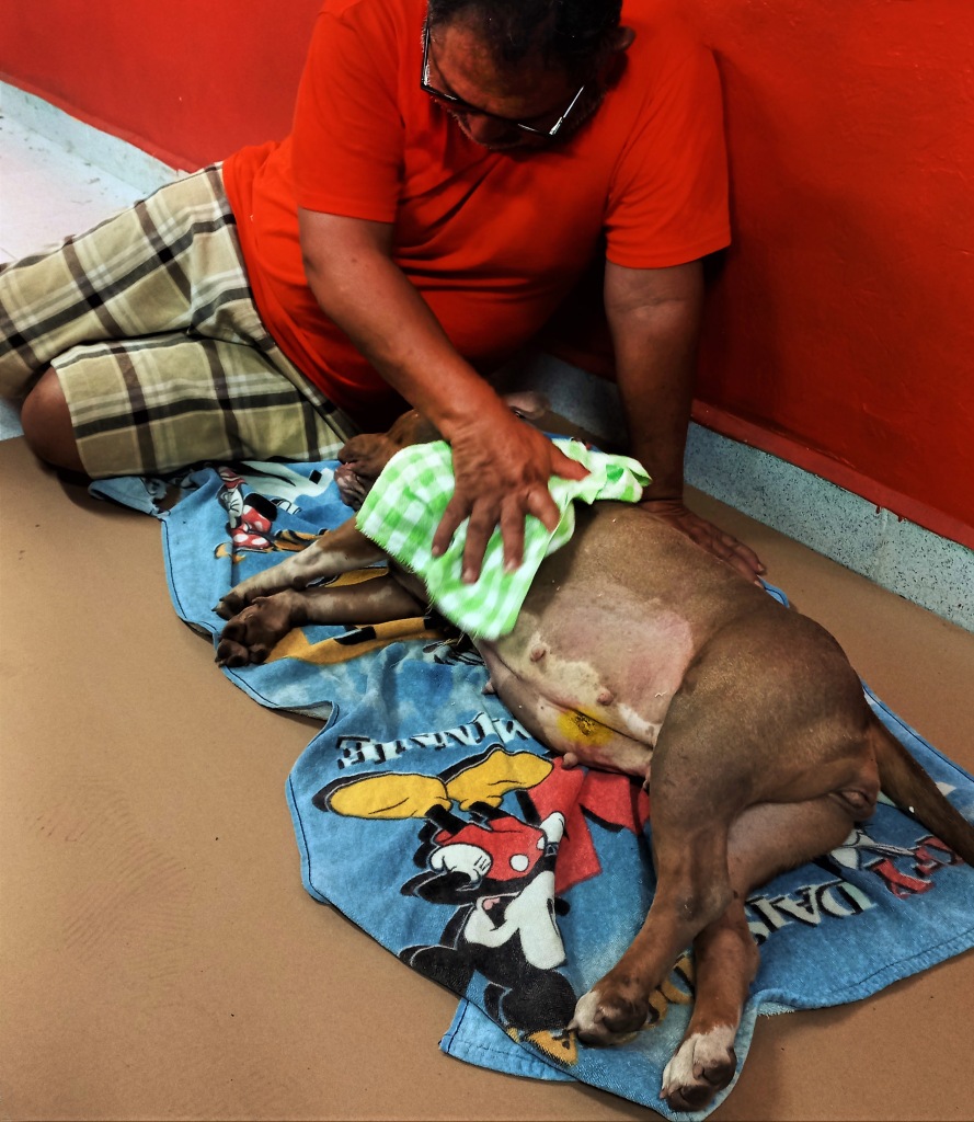 Owner helping his dog recover from spay surgery at mass sterilisation clinic in Mexico
