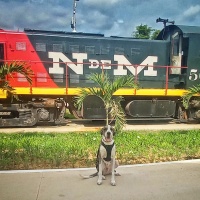 Is Tren Maya Pet Friendly? The big question!