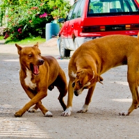 Why are there so many stray dogs in Mexico? The answers may surprise you